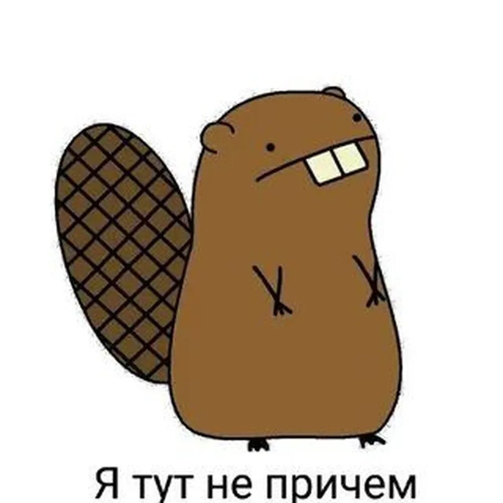 Bobr